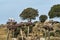 Storks colony in a protected area at Los Barruecos Natural Monument, Malpartida de Caceres, Extremadura, Spain