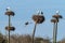 Storks colony in a protected area at Los Barruecos Natural Monument, Malpartida de Caceres, Extremadura, Spain