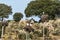 Storks colony in a protected area at Los Barruecos Natural Monument, Malpartida de Caceres, Extremadura, Spain