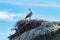 Storks colony in a protected area at Los Barruecos Natural Monument, Malpartida de Caceres, Extremadura, Spain