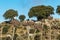 Storks colony in a protected area at Los Barruecos Natural Monument, Malpartida de Caceres, Extremadura, Spain