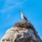 Storks colony in a protected area at Los Barruecos Natural Monument, Malpartida de Caceres, Extremadura, Spain