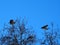 Storks coming home for spring, Lleida, Spain, Europe