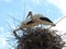 The storks constituting the nest.