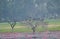 Storks and Cormorants on a Tree in the Wetland