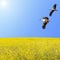 Storks couple flying over spring flowering meadow