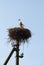 Storks couple in a nest. Family and fidelity symbol.