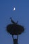 Storks in darkness with moon