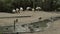 Storks and ducks.waterfowl. Black and white large storks and ducks swim in the water in the reserve.Group of birds