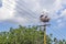 Storks on an electric pole