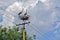 Storks on an electric pole