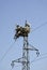 Storks on electric pole