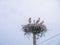 Storks family in a big nest.