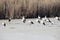 Storks family on the lake