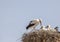 Storks Family nest Nature wildlife Birds background