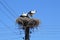 Storks family in their nest high on electrical post