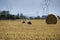 Storks on field in harvesting