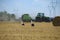 Storks on field harvesting