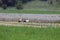 Storks in a field of wheat.