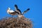 Storks, the first flight, Ivars and Vilasana