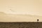 Storks flock birds above desert landscape.