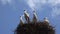 Storks, Flock of Storks in Sky, Stork Nest on a Pole, Baby Birds Family Nesting, Nature View