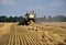 Storks in the harvest field_3