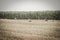 Storks on a harvest wheat field