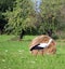 A storks and a haystack. Village. Daylight. Summer photography.