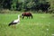 A storks and a haystack. Village. Daylight. Summer photography.