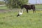 Storks and horse on a spring meadow.