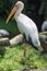 Storks are large, long-legged, long-necked wading birds with lon