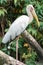 Storks are large, long-legged, long-necked wading birds with lon