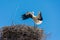 Storks in a large nest made of branches on a electricity pole in Algarve, Portugal