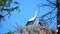 The storks and the little ones are waiting for their nests while the partner is looking for feed