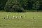 Storks looking for food