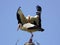 storks mating