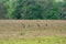 Storks in a Meadow