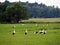 Storks on the meadow