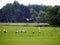 Storks on the meadow