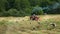 Storks in the meadow during haymaking