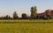 Storks in a Meadow Outskirts the City