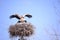 Storks that are a migratory bird and Storks spring news reporter migratory birds