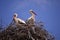 Storks that are a migratory bird and Storks spring news reporter migratory birds