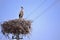 Storks are migratory birds that foreshadow the spring