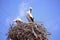 Storks are migratory birds that foreshadow the spring