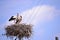 Storks are migratory birds that foreshadow the spring