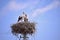 Storks are migratory birds that foreshadow the spring