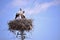 Storks are migratory birds that foreshadow the spring