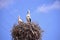 Storks are migratory birds that foreshadow the spring